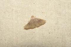 Idaea belemiata
