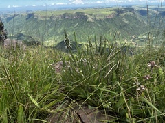 Aspalathus chortophila