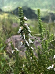 Aspalathus chortophila