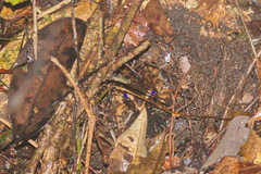 Limnonectes paramacrodon