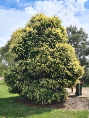 Buckinghamia celsissima