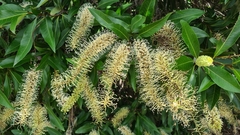 Buckinghamia celsissima