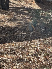 Sciurus niger