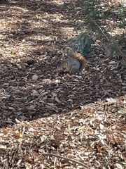 Sciurus niger