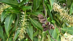 Buckinghamia celsissima