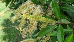 Buckinghamia celsissima