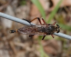Colepia rufiventris