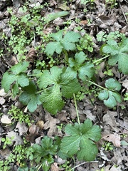 Sanicula crassicaulis
