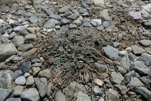 Image of Shore Cress by (c) John Barkla, some rights reserved (CC BY)