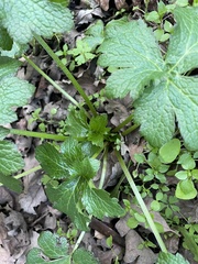 Sanicula crassicaulis