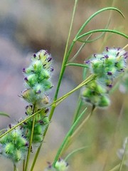 Dalea filiformis