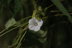 Ipomoea biflora