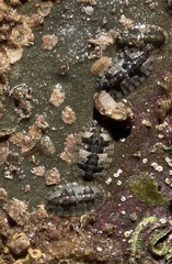 Ischnochiton smaragdinus
