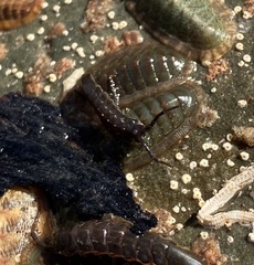 Ischnochiton australis