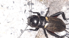 Gryllus campestris