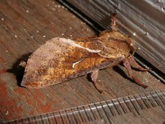 Elhamma australasiae