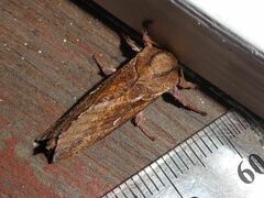 Elhamma australasiae