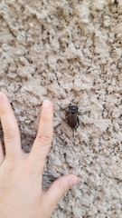 Gryllus campestris