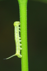 Cephonodes hylas