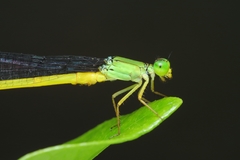 Ceriagrion fallax