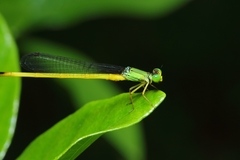 Ceriagrion fallax