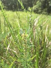 Lespedeza juncea