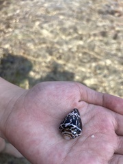 Conus chaldaeus