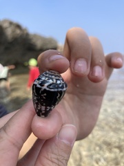 Conus chaldaeus