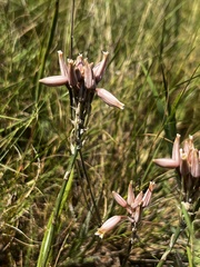 Aloe saundersiae