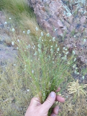 Dalea filiformis