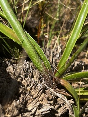 Aloe saundersiae
