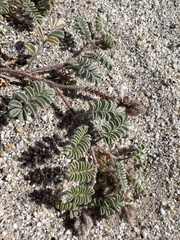 Dalea mollissima