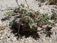 Dalea mollissima