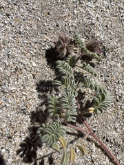 Dalea mollissima
