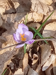 Crocus heuffelianus