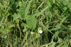 Ipomoea biflora