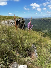 Watsonia densiflora