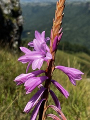 Watsonia densiflora