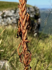 Watsonia densiflora