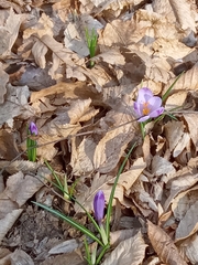 Crocus heuffelianus