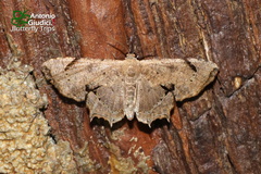 Dysaethria quadricaudata