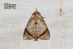 Hiaspis closteroides