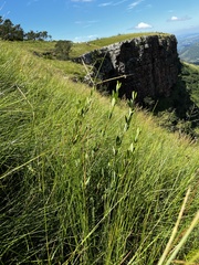 Cryptolepis oblongifolia