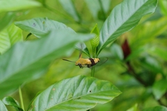 Cephonodes hylas