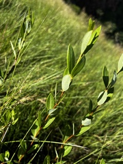 Cryptolepis oblongifolia