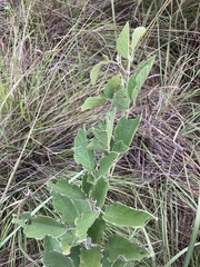 Flemingia grahamiana