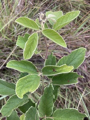 Flemingia grahamiana