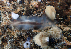 Acotylea