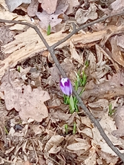 Crocus heuffelianus