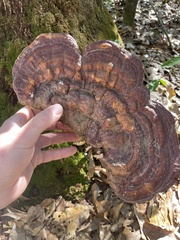 Ganoderma zonatum